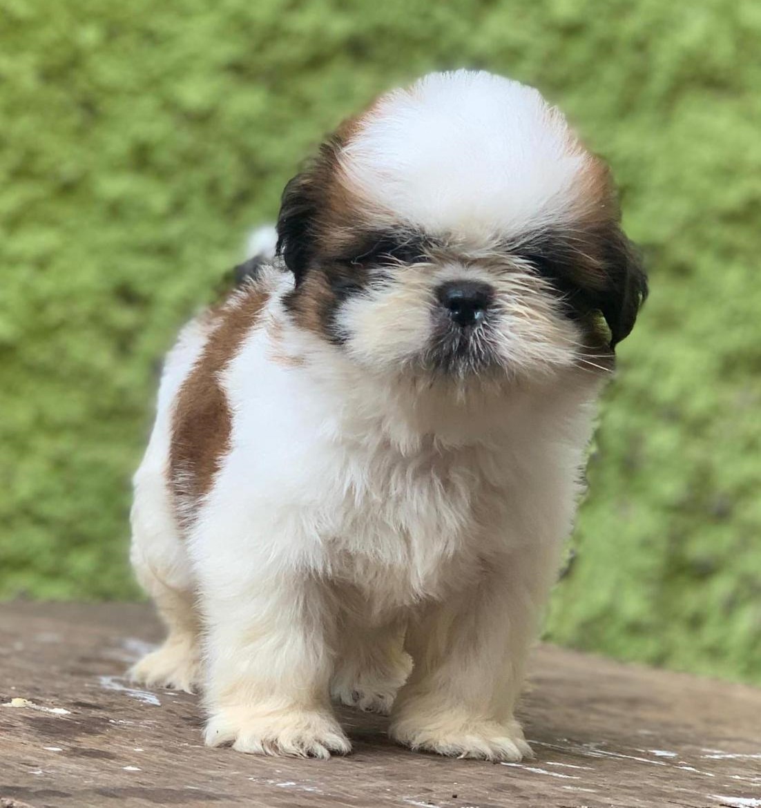 Shih tzu-4